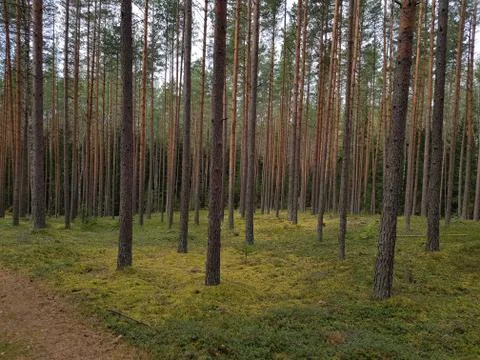 Wild magic forest Stock Photos