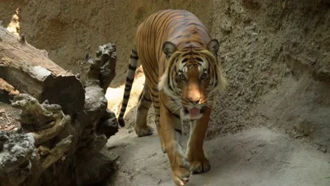 Wild Malayan Tiger walking through rock quarry Stock Footage 136269468
