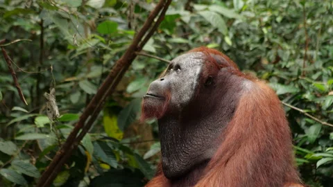 Wild male orangutan looking up towards the sun Stock Footage