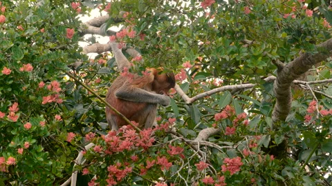 Wild male proboscis monkey eating flowers Video stock 135485688