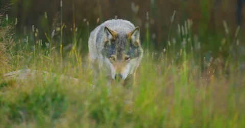 Wild male wolf walking in the grass in the forest Stock Footage 80440175