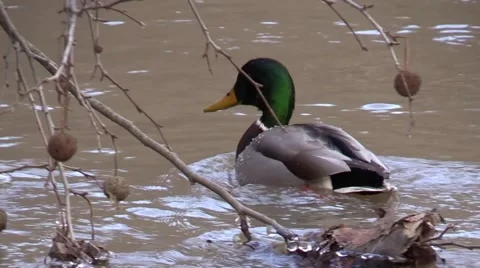 Wild Mallard duck catches and eats fish Stock Footage 59170160