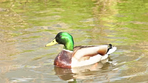 Wild mallard duck cleans feathers swimming in a pond Stock-Footage 237407058