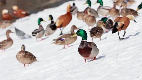 Wild mallard duck looking around on early spring snow near flock Vidéo 331077041