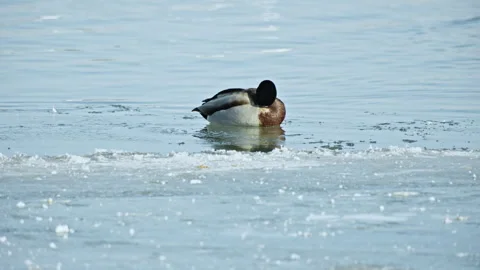 Wild Mallard Duck Lying on White Ice in Winter Stock-Footage 325756322