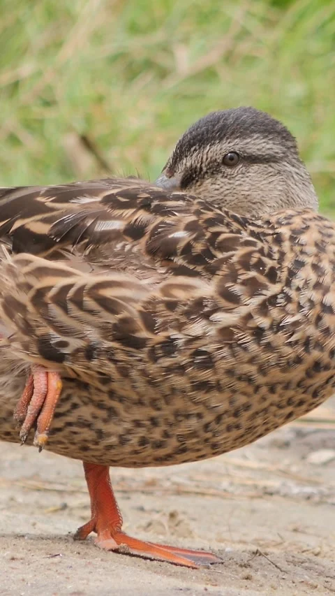 A wild mallard duck perching on one leg near the water grass, vertical orien Stock Footage 340598037