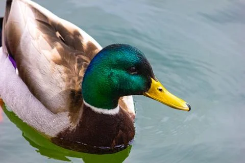 Wild Mallard Duck swimming in the lake. Stock Photos