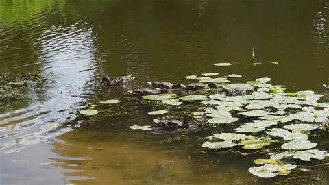 Wild mallard ducks feed in the lake among water lilies Video stock 202163616