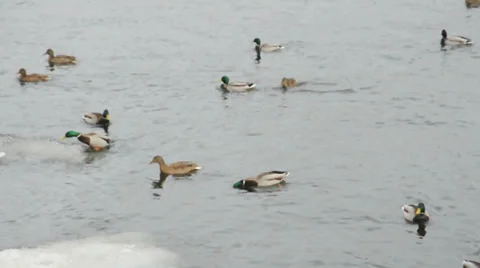Wild mallard ducks. Stock Footage 35650634