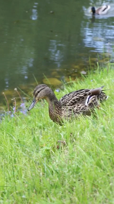 Wild mallard ducks foraging on lush green grass by pond Stock Footage 309856777