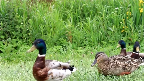 Wild mallard ducks in the nature  Stock Footage 82796085