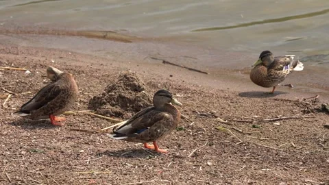 Wild mallard ducks preening feathers on a sandy riverbank Stock Footage 346045438