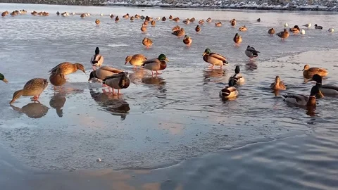 Wild mallard ducks spend winter on ice-free pond in city. Stock Footage 285546679