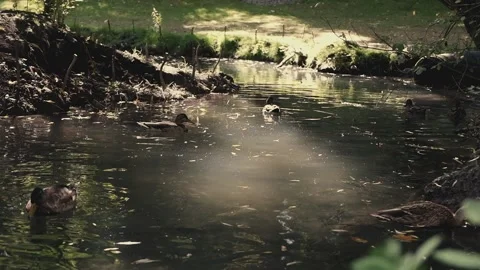 Wild mallard ducks swim on a stream, video, natural footage. Video stock 131154536
