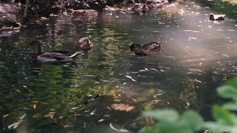 Wild mallard ducks swim on a stream, video, natural footage. Video stock 131154557