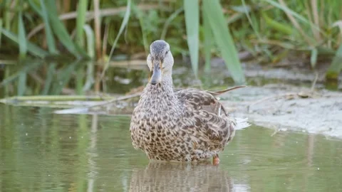 Wild mallard hen preening feathers in shallow pond water surrounded by green Video stock 342897088