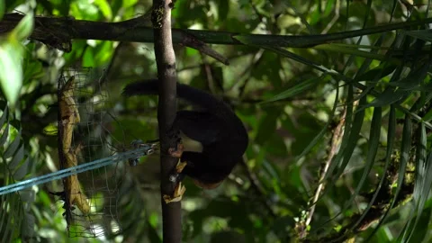 Wild Mammal Feeding in Mindo Cloud Forest Ecuador Vidéo 336795935