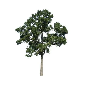 Wild mango tree on white background Stock Photos
