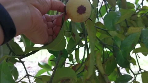 Wild mangosteen Video stock 157746407