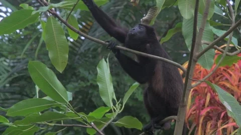 Wild Mantled Howler Monkey Eating Leaves in Tropical Forest Stock Footage 336936367