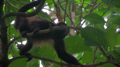 Wild Mantled Howler Monkey Moving Through Rainforest Canopy Stock Footage 336936354