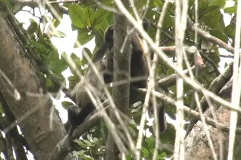 Wild mantled howler monkeys-2  (Alouatta palliata) one with baby  Stock Footage 917469
