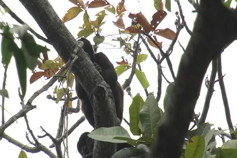 Wild mantled howler monkeys howling with sound 2 Stock Footage 923920