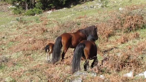 The wild mare and foal run away while the stallion is in heat after the female. Stock Footage 253214878