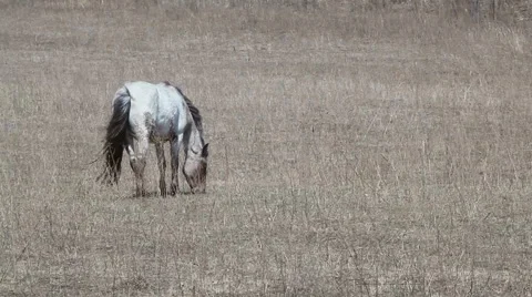 Wild mare Stock Footage 2782569