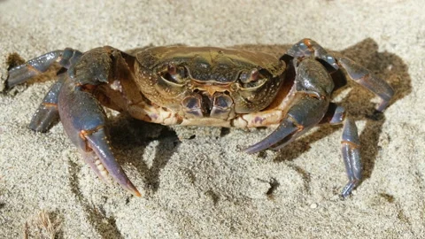 Wild marine crab while breathing on sandy shore ecosystem,wlidlife sea animal Stock Footage 217411985