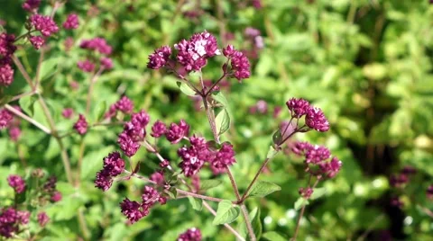 Wild Marjoram Видео 40052531