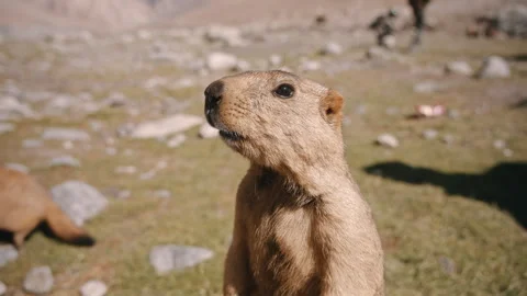 Wild Marmot Looking Alert on Mountain Field Stock Footage 309858207