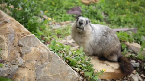 Wild marmot looking at camera Video stock 41454690