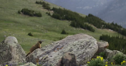Wild Marmot in Mountains at sunset Stock Footage 203594561