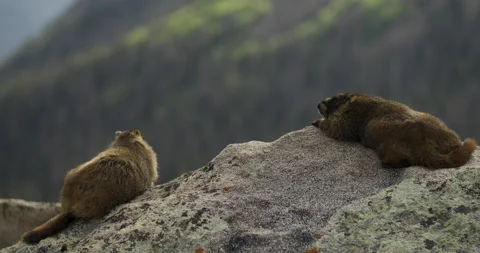 Wild Marmot in Mountains at sunset Stock Footage 205527802