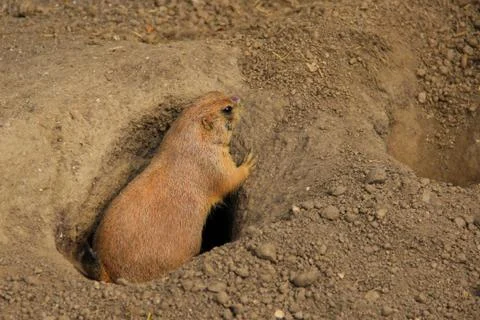 A wild marmot Stock Photos