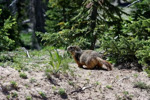 Wild Marmot Stock Photos