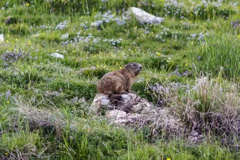 A wild marmot Photos