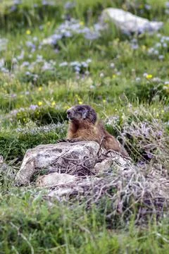 A wild marmot Stock Photos