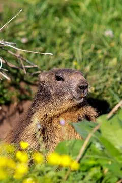A wild marmot 库存照片