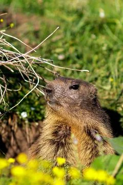 A wild marmot Фото