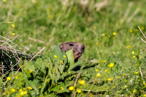 A wild marmot Foto stock