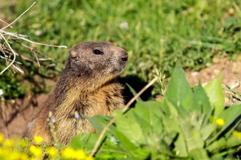 A wild marmot Foto stock