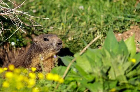 A wild marmot 库存照片