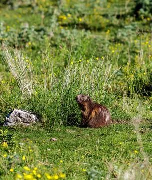 A wild marmot Foto stock
