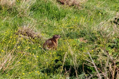 A wild marmot Fotos Stock