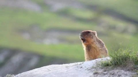 Wild marmots in steppe Stock Footage 90333854