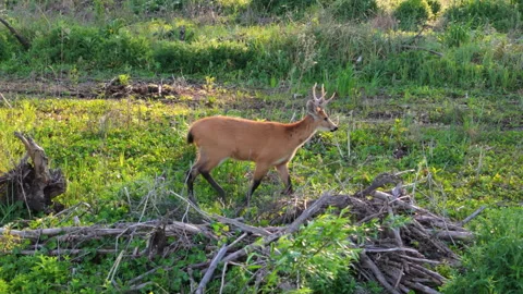 Wild marsh deer walking through flooded wetland in Argentina, blastocerus Stock Footage 303979448