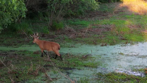Wild marsh deer walking through flooded wetland in Argentina, Wildlife Stock Footage 303979901