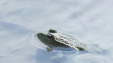 A wild marsh frog floating peacefully in a transparent water source under br Stock Footage 340539190